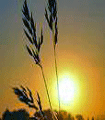 file/ELEMENTO_NEWSLETTER/10674/agricoltura_grano_sole.gif