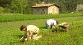 file/ELEMENTO_NEWSLETTER/10733/Agricoltura_02.gif