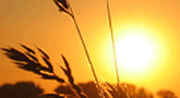 file/ELEMENTO_NEWSLETTER/12590/agricoltura_Ogm_Tramonto.gif