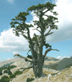 file/ELEMENTO_NEWSLETTER/12933/Ambiente_PinoLoricato_Pollino.gif