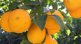 file/ELEMENTO_NEWSLETTER/13018/agricoltura_arancia.gif