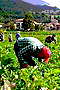 file/ELEMENTO_NEWSLETTER/13251/agricoltori.gif