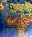 file/ELEMENTO_NEWSLETTER/13253/internazionaliolo1.gif