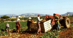 file/ELEMENTO_NEWSLETTER/13840/agric_lavoro-campi.gif