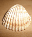 file/ELEMENTO_NEWSLETTER/13994/mare_conchigllia.gif