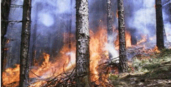 file/ELEMENTO_NEWSLETTER/14172/incendi_0.gif