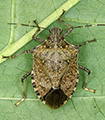 file/ELEMENTO_NEWSLETTER/14549/cimice_marmorizzata.gif