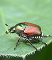 file/ELEMENTO_NEWSLETTER/14555/Poppilia_091115.gif