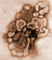 file/ELEMENTO_NEWSLETTER/15555/VirusH1N1.gif