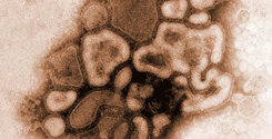 file/ELEMENTO_NEWSLETTER/16082/VirusH1N1.gif