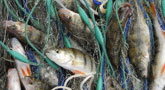 file/ELEMENTO_NEWSLETTER/16509/pesca_pescatori.jpg