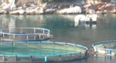 file/ELEMENTO_NEWSLETTER/16612/Acquacoltura.gif