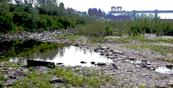 file/ELEMENTO_NEWSLETTER/16799/SICCITAa.gif