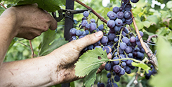 file/ELEMENTO_NEWSLETTER/17052/vendemmia_uva_120917.jpg