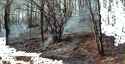 file/ELEMENTO_NEWSLETTER/17273/Incendi.gif