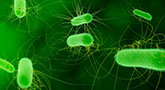 file/ELEMENTO_NEWSLETTER/18359/Listeria_160718.jpg