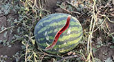 file/ELEMENTO_NEWSLETTER/18507/agricoltura_maltempo_anguria_270818.jpg