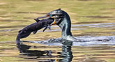 file/ELEMENTO_NEWSLETTER/18989/Cormorano_mathew-schwartz-508271-unsplash.jpg