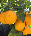 file/ELEMENTO_NEWSLETTER/19509/agricoltura_arancia.gif