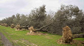 file/ELEMENTO_NEWSLETTER/19740/Xylella_olivi_stesi.jpg