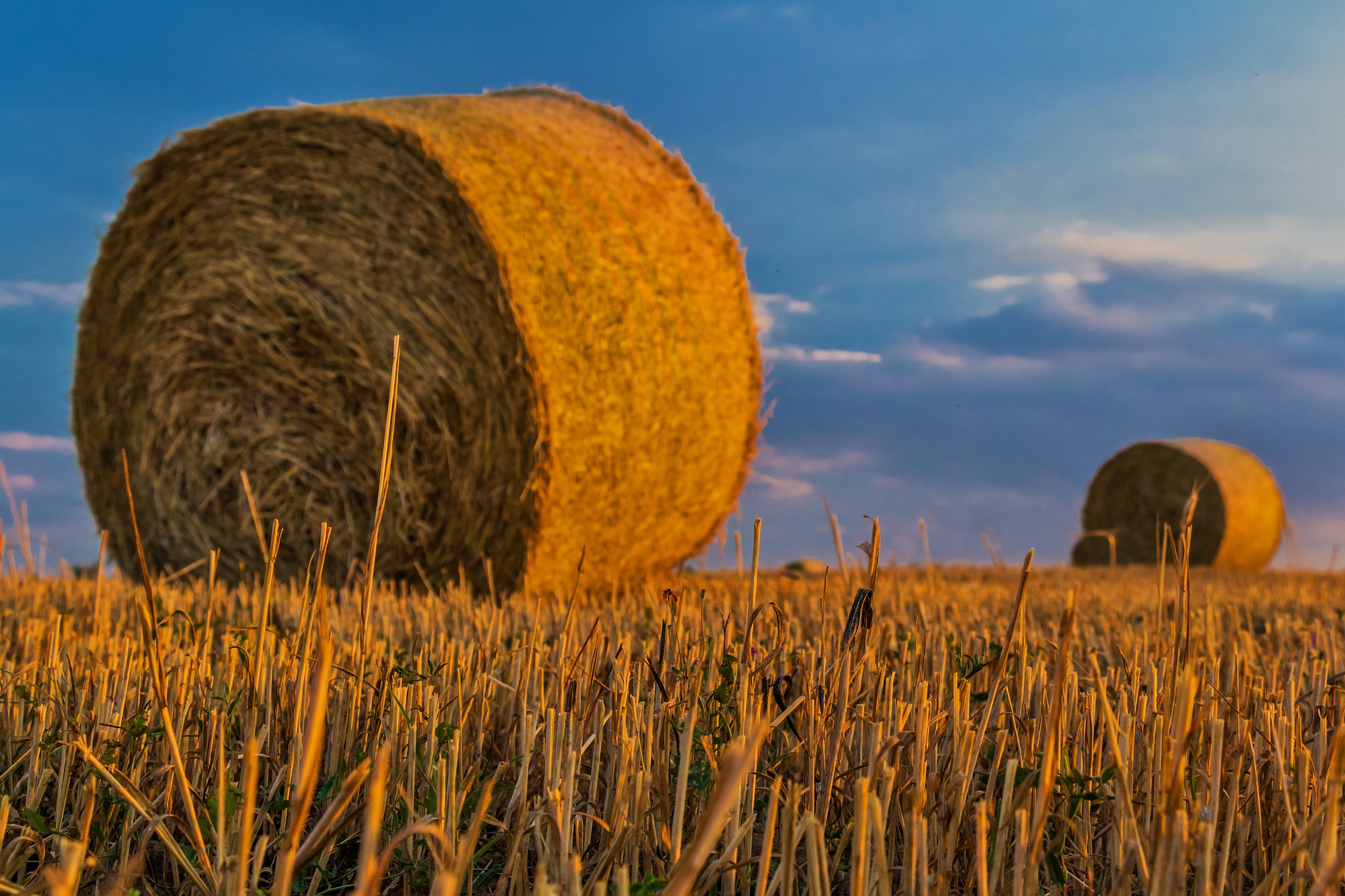 file/ELEMENTO_NEWSLETTER/19868/Agricoltura_Fieno.jpg