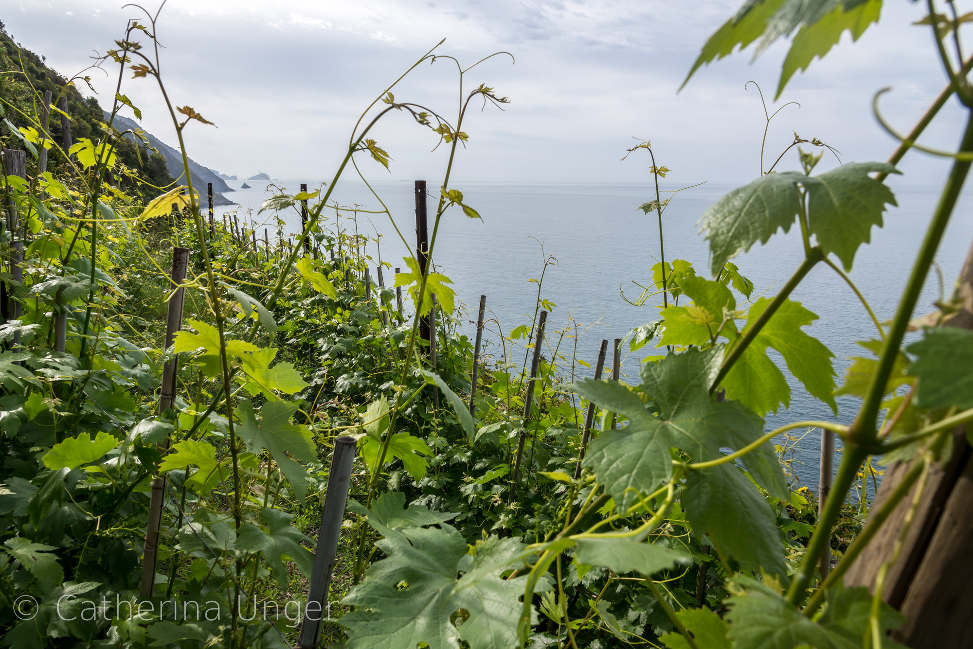 file/ELEMENTO_NEWSLETTER/19870/Vigneti_Eroici_cinqueterre.jpg