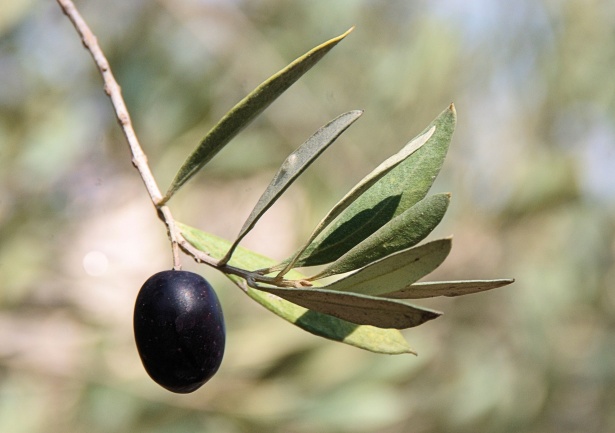 file/ELEMENTO_NEWSLETTER/19872/OLIVE_single-black-olive.jpg