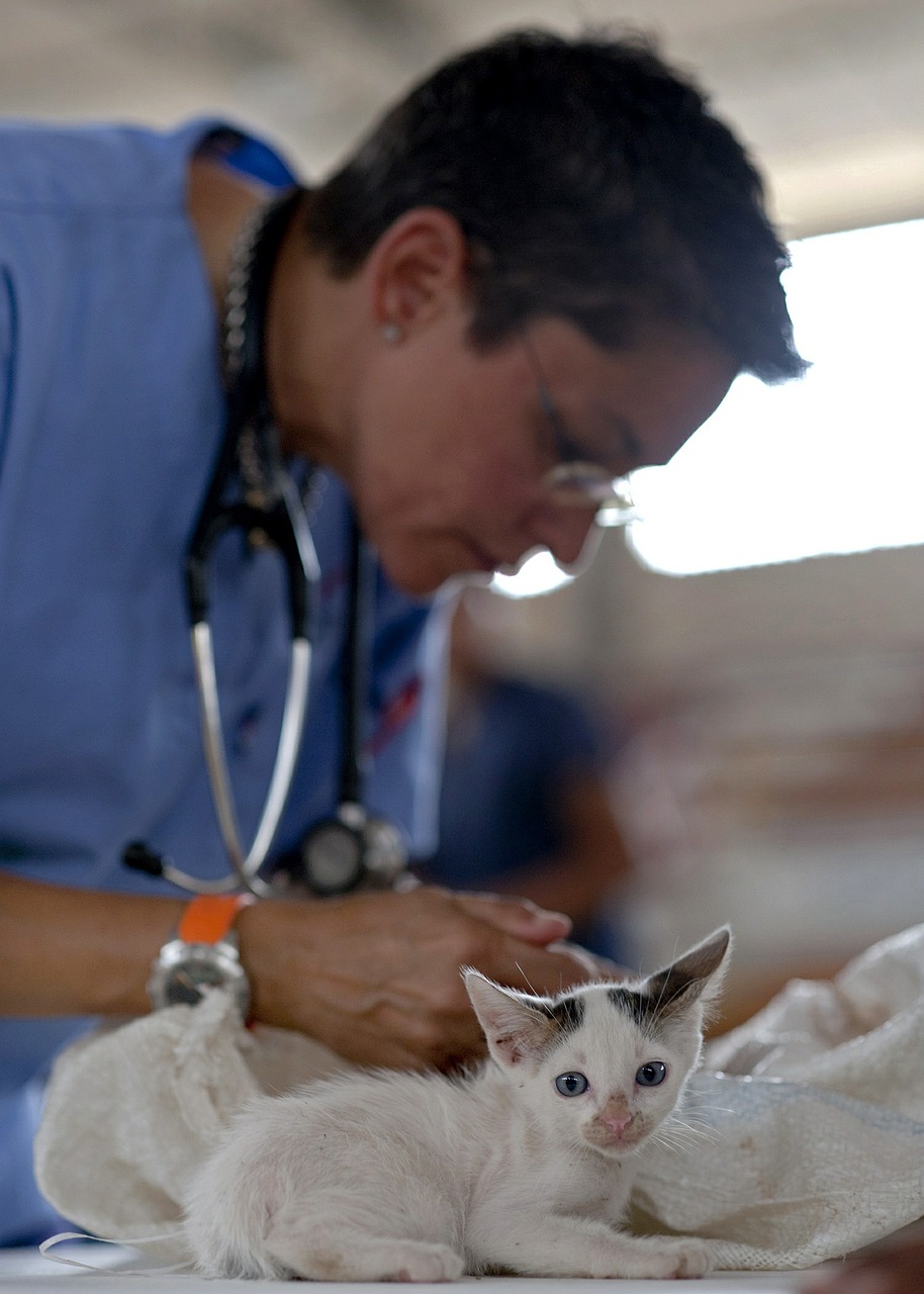 file/ELEMENTO_NEWSLETTER/19927/veterinario_kitten-569873_1280.jpg