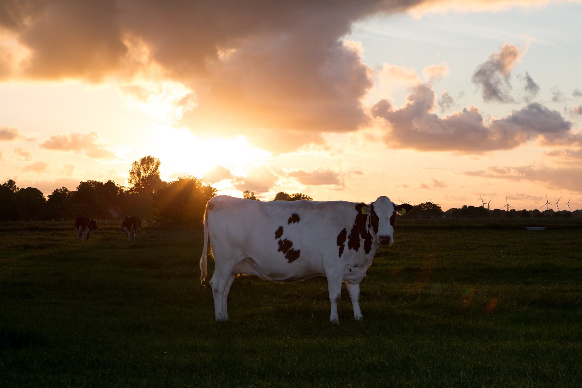 file/ELEMENTO_NEWSLETTER/19944/Mucca_carne_latte_cow-813214_1920.jpg