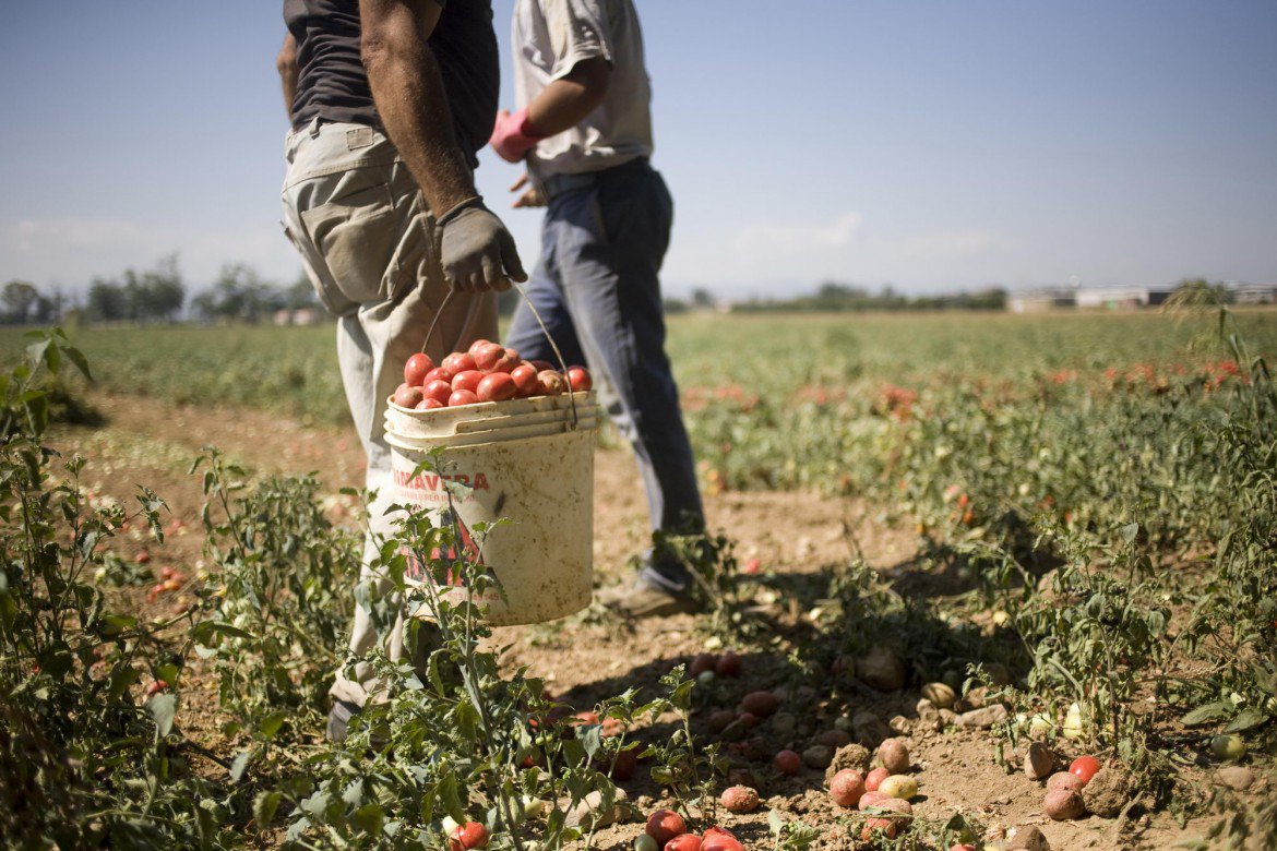 file/ELEMENTO_NEWSLETTER/20017/Caporalato_Agricoltura.jpg