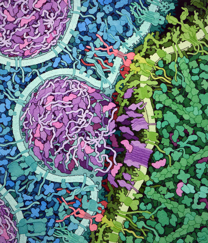 file/ELEMENTO_NEWSLETTER/20124/Chimeric_Antigen_Receptors-CART_2017.jpg