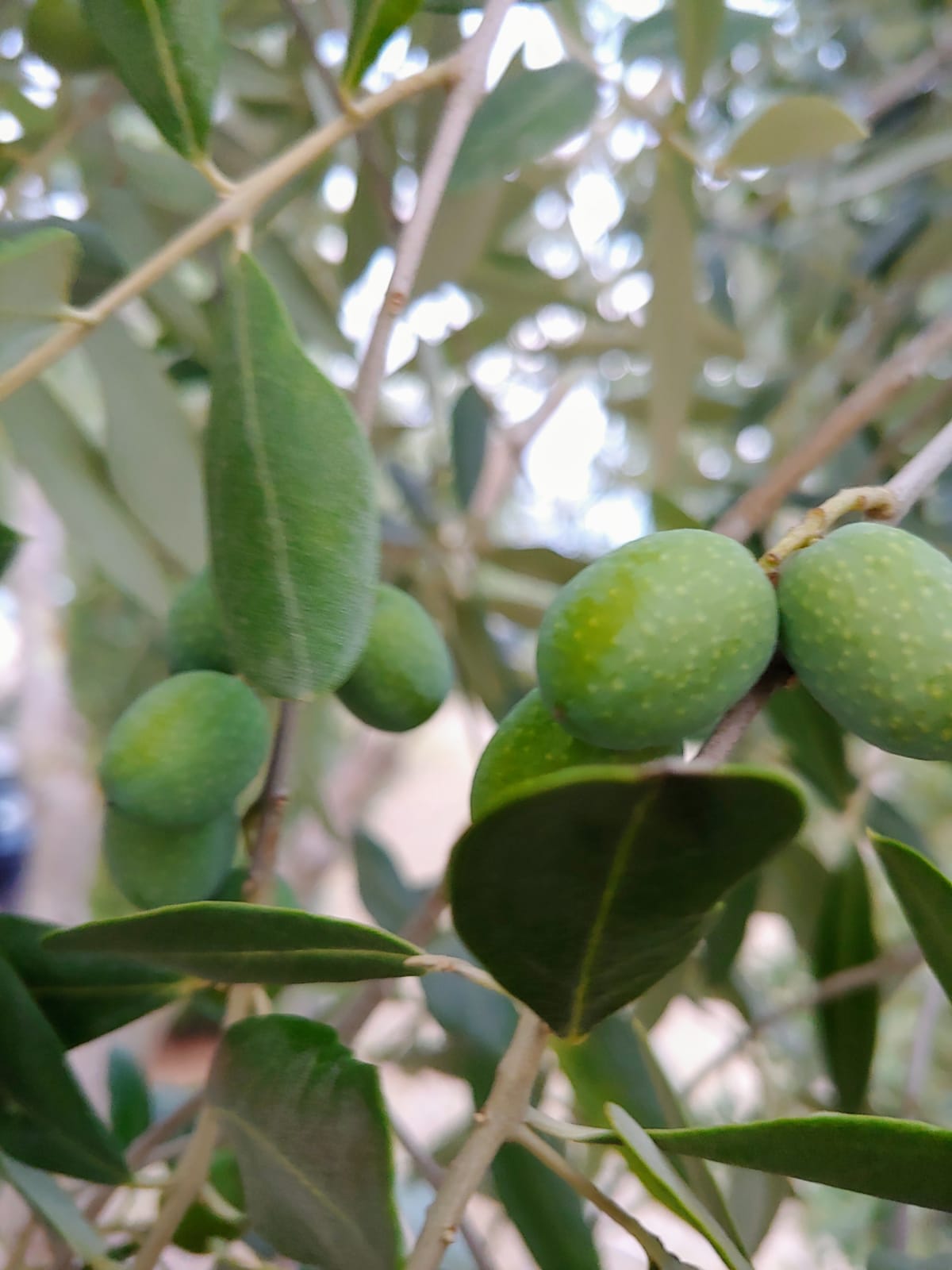 file/ELEMENTO_NEWSLETTER/20137/Olive_020919.jpeg