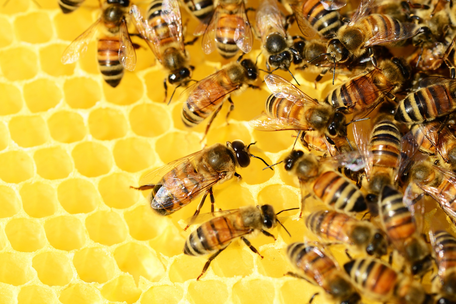 file/ELEMENTO_NEWSLETTER/20138/API_MIELE_honey-bees-326337_1920.jpg