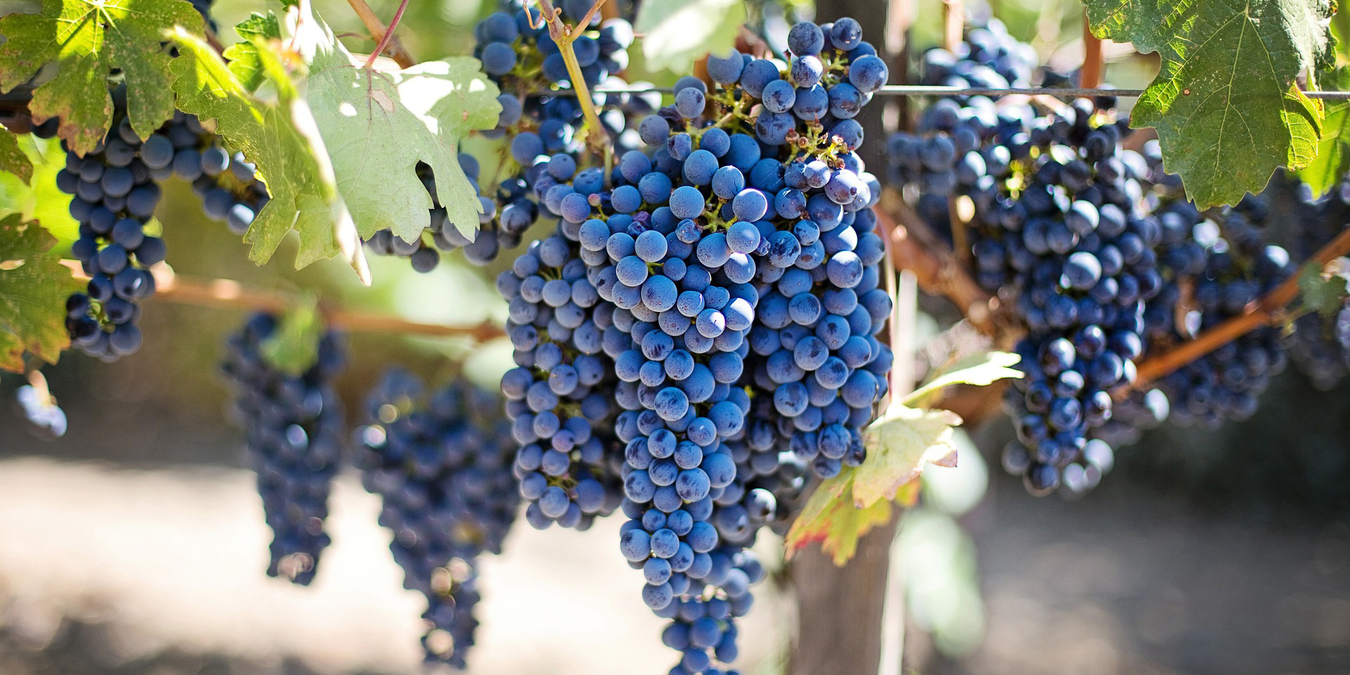 file/ELEMENTO_NEWSLETTER/20146/UVA_3_purple-grapes-553464_1920.jpg