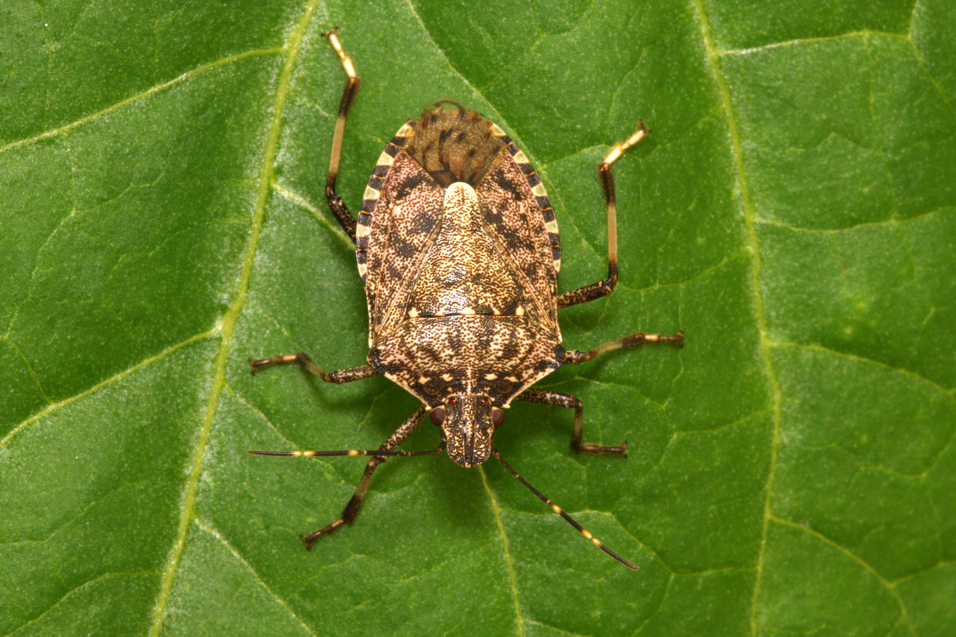 file/ELEMENTO_NEWSLETTER/20195/Cimice_Asiatica_Halyomorpha_halys_lab.jpg