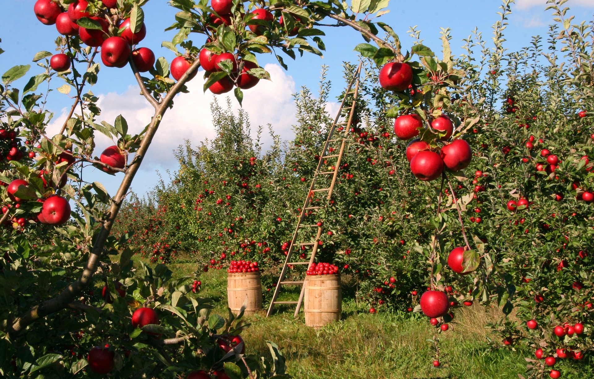file/ELEMENTO_NEWSLETTER/20216/Agricoltura_mele_apple-1873078_1920.jpg