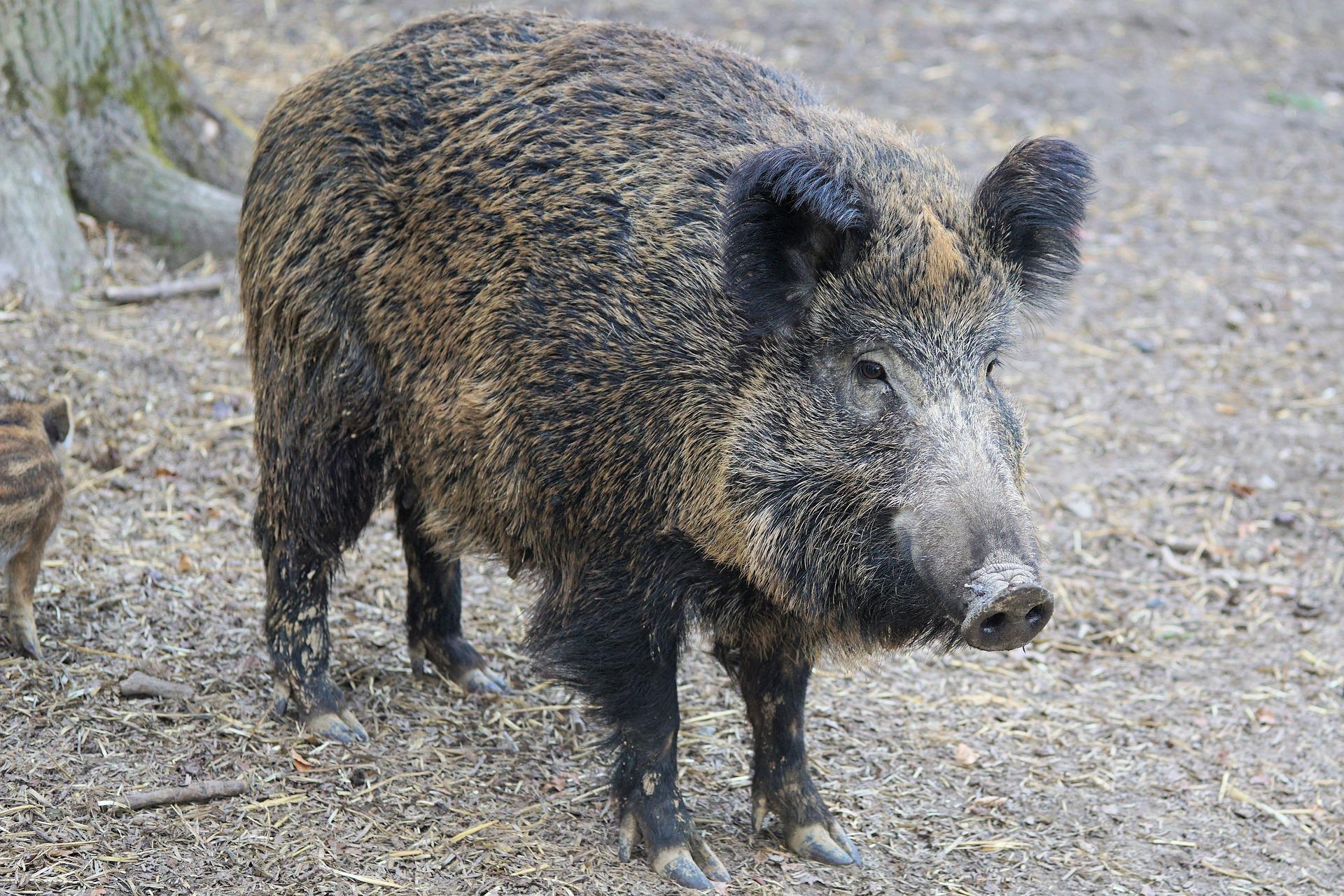 file/ELEMENTO_NEWSLETTER/24207/wild-boar-g685817fd8_1920.jpg