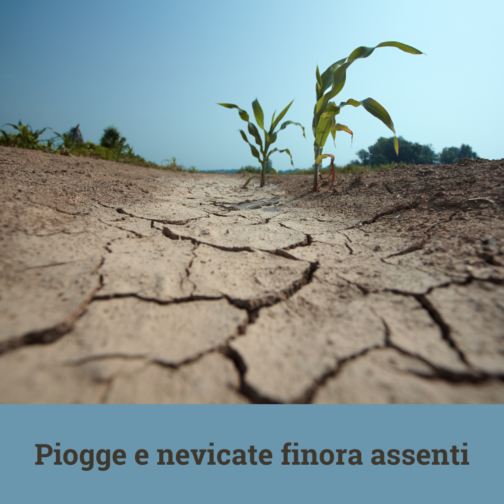 file/ELEMENTO_NEWSLETTER/25293/siccita.png