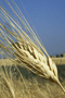 file/ELEMENTO_NEWSLETTER/9297/Agricoltura_grano.gif