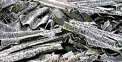 file/ELEMENTO_NEWSLETTER/9399/AMIANTOI3LOQ.gif