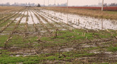 file/Image/dalleRegioni/Calamita_agricole.jpg