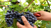 file/Image/dalleRegioni/Vedemmia.jpg