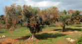 file/Image/dalleRegioni/Xylella-fastidiosa-1.jpg