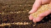 file/Image/dalleRegioni/agricoltura_2.jpg