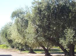 file/Image/dalleRegioni/oliveti.jpg