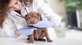 file/Image/dalleRegioni/veterinario.jpg