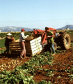 file/Image/foto/105x120/SIMBOLICHE/agric_lavoro-campi.gif