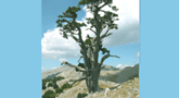 file/Image/foto/165x90/SIMBOLICHE/ambiente_PinoLoricato_Pollino.gif