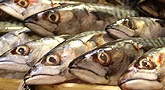 file/Image/foto/165x90/SIMBOLICHE/pesca_pesci.jpg