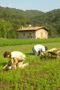 file/Image/foto/60x90/SIMBOLICHE/Agricoltura_02.gif